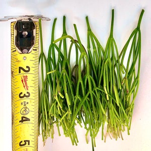 4 6 Pot Rare Rhipsalis Clavata or Cuttings image 3