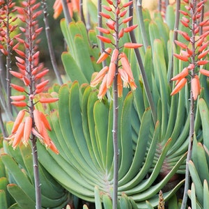 4”, 6”, 8”, or 5 Gallon Pot of Aloe Plicatilis Fan Aloe Live Rooted Mature Succulent Plant Bare Roots