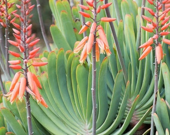 4”, 6”, 8”, or 5 Gallon Pot of Aloe Plicatilis Fan Aloe Live Rooted Mature Succulent Plant Bare Roots