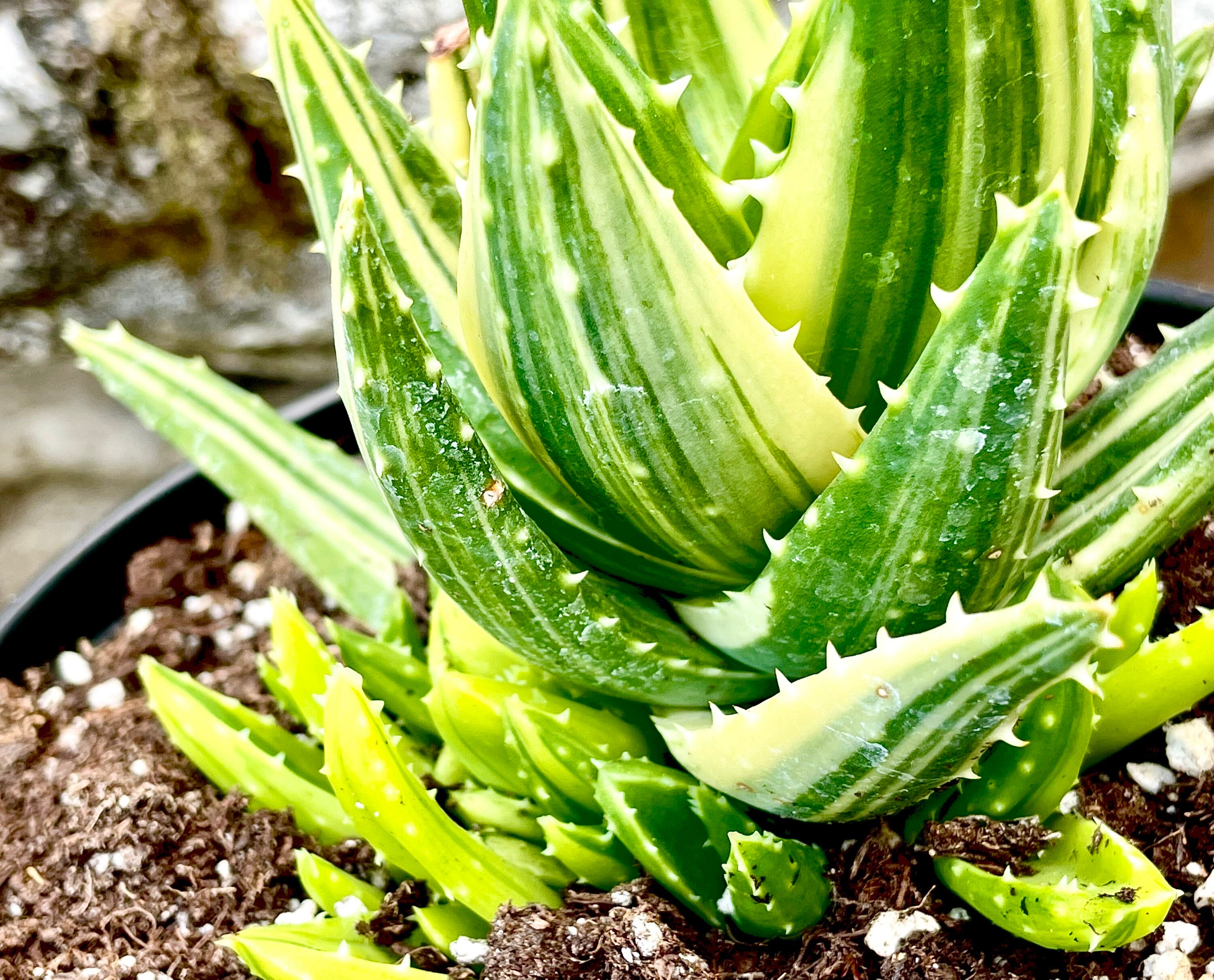 4, 6", 8, 5-gallon Pot of Variegated Gold Tooth Aloe Rare Succulent -  Shipped Bare Roots - Etsy