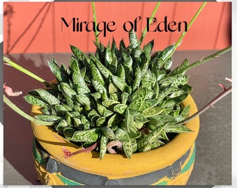 2", 4", 6" Pot of Tiger Aloe Variegata Succulent Plant