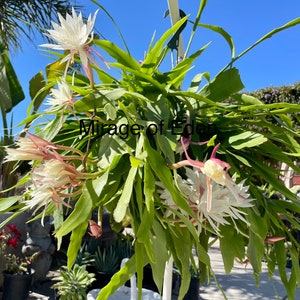 6” Unrooted Cuttings Epiphyllum oxipetalum &#39;Queen of the Night&#39; Cactus
