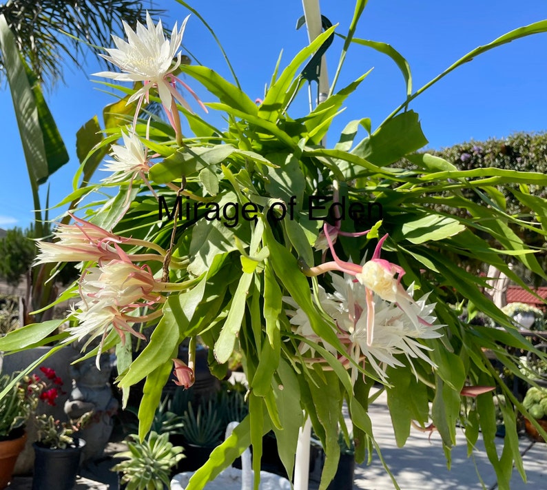 May include: A white epiphyllum cactus plant with multiple white flowers in bloom. The plant is hanging from a hook and has green leaves. The text "Mirage of Eden" is visible in the image.