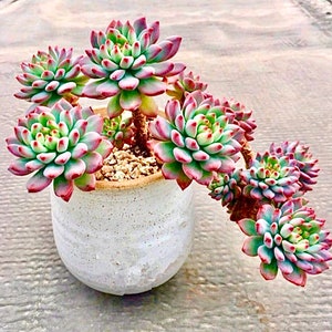 Buy 3 Get 1 Free, 2&quot; Pot of Sedeveria Blue Elf Happy Plant Echeveria Blue Apple Succulent Plant