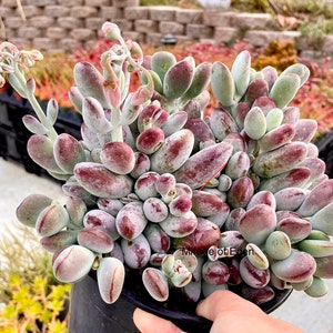 2”, 4&quot;, 6&quot;, 8” Pot of Cotyledon Orbiculata CV Cluster Red Apple Succulent Plant