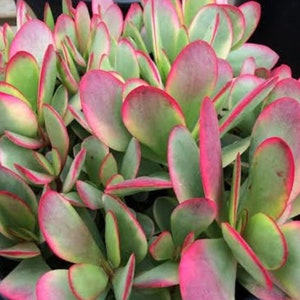 May include: A close-up of a succulent plant with green leaves and pink edges. The leaves are arranged in a rosette pattern.