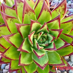 2”, 4", 6", 5-gallon Pot of Echeveria agavoides 'Lipstick' Large Rosette Succulent Red Edge Echeveria agavoides Multifida