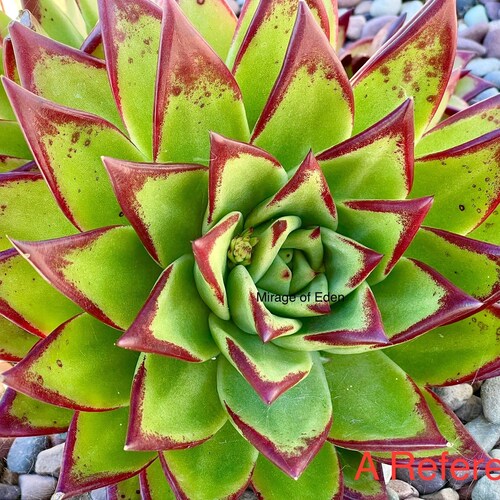 2”, 4", 6", 5-gallon Pot of Echeveria agavoides 'Lipstick' Large Rosette Succulent Red Edge Echeveria agavoides Multifida