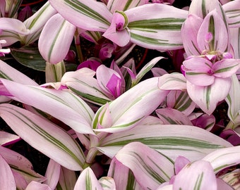 2” Pot of Rare Tradescantia Nanouk Pink Wandering Dude Fantasy Venice spiderwort plant Houseplant—see last 2 pictures
