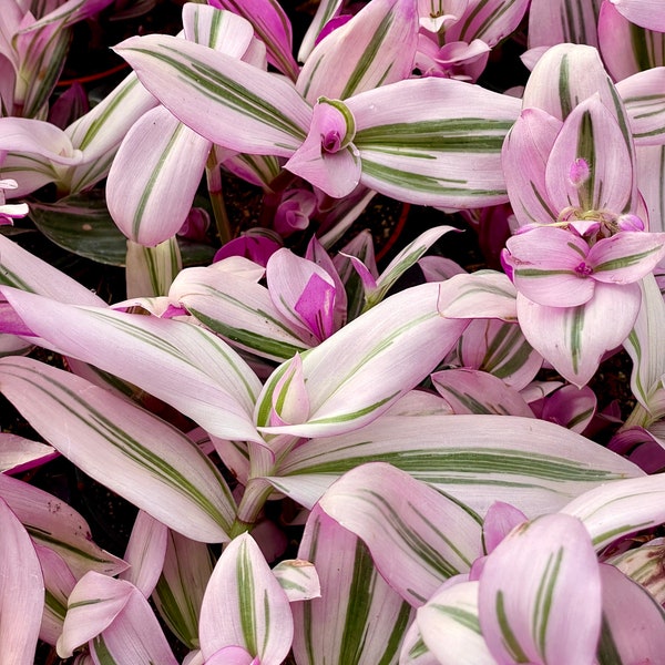 2”, 4", 6” Pot of Rare Tradescantia Nanouk Pink Wandering Jew Fantasy Venice spiderwort plant Houseplant