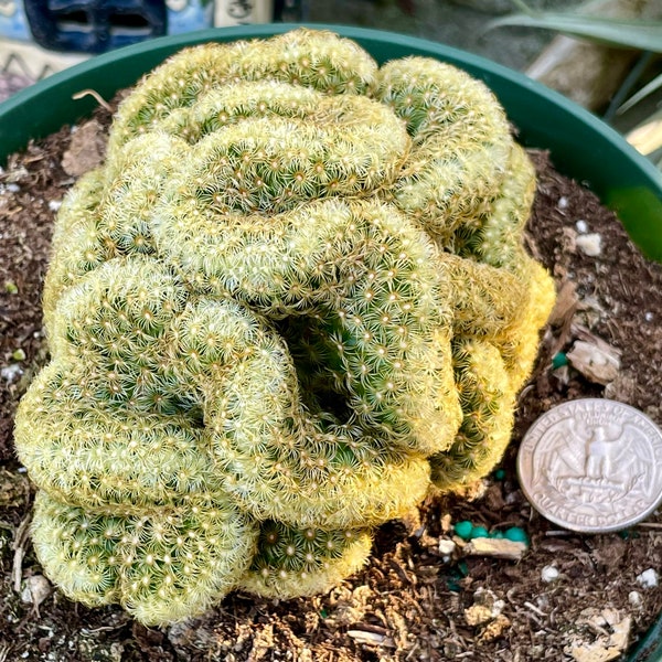 2”, 4", 6”, 8” Pot of Elongata Cristata Brain Cactus Rare succulent Plant