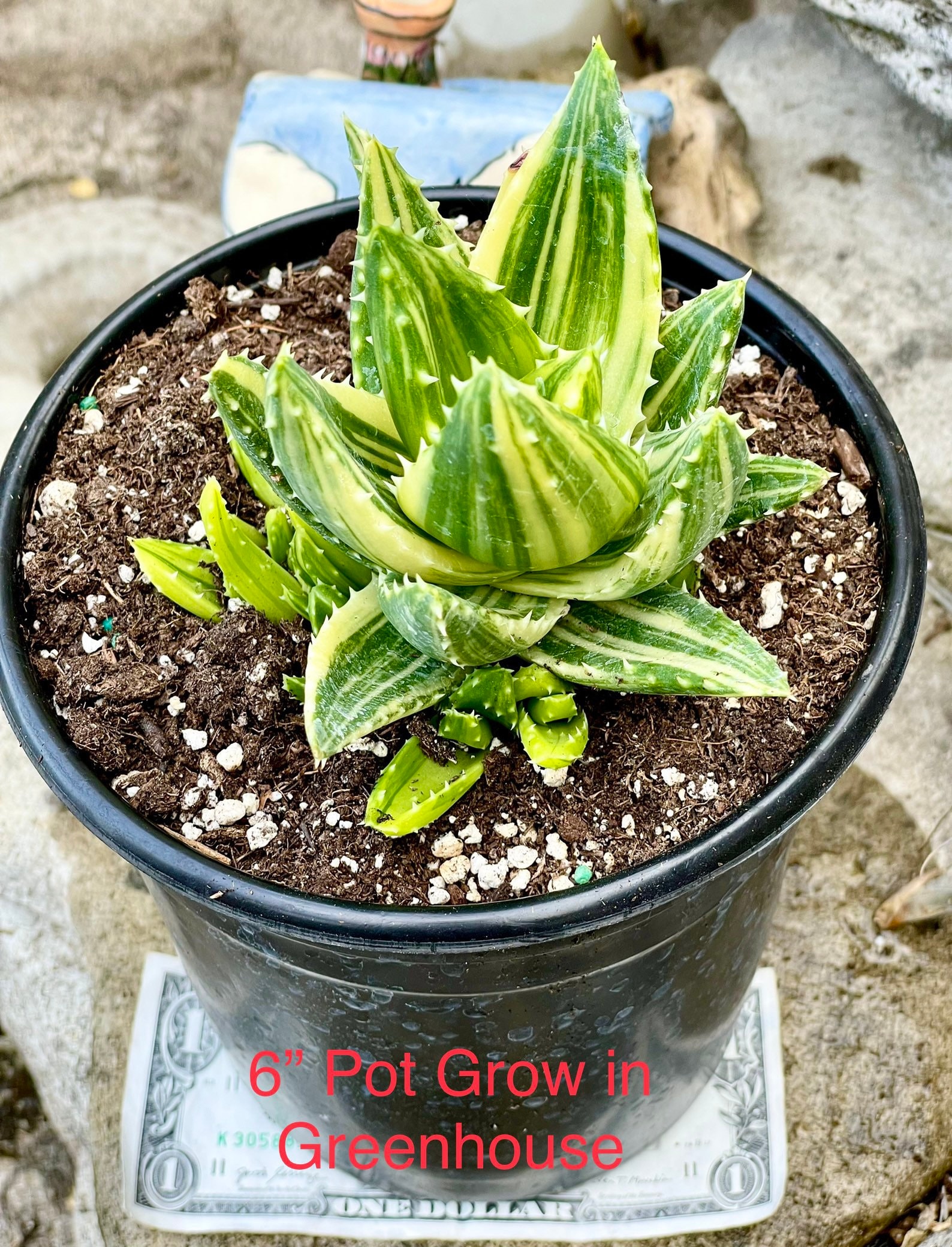 aloe vera p Aloe barbadensis 10