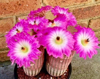 2", 4" Pot of Rainbow Hedgehog Cactus ‘Echinocereus rigidissimus’ Rare Cactus