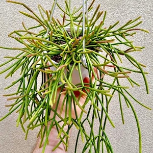 4&quot;, 6”, 8” Pot of Rhipsalis Mauritiana Jungle cactus Houseplant Succulent Plant