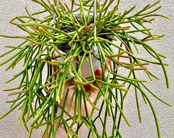 4", 6”, 8” Pot of Rhipsalis Mauritiana Jungle cactus Houseplant Succulent Plant