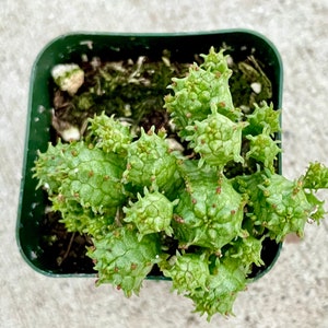 2", 4”, 6” Pot of Mammillaris Monstrosa Succulent Plant image 4