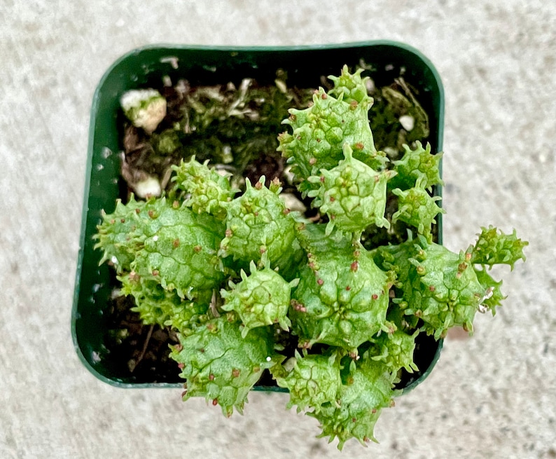 2", 4”, 6” Pot of Mammillaris Monstrosa Succulent Plant image 4
