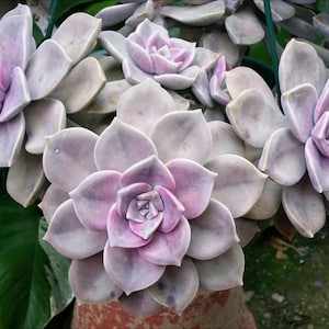 Buy 3 Get 1 Free, 2” Pot of Graptopetalum Purple Delight Rare Succulent Plant