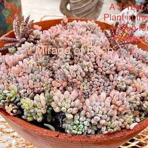 2”, 4" Pot of Blue Bean Succulent Graptopetalum Pachyphyllum Rare Korean Succulent Plant