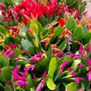 4" Pot of Easter Cactus, Spring Cactus, Rhipsalidopsis Hatiora Blooming Flowers- Shipped Bare Roots