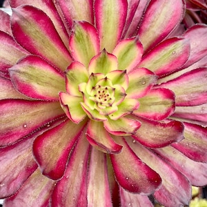 4&quot;, 6&quot;, 8” Pot of Aeonium Mardi Gras Succulent Plant - Shipped Bare Roots