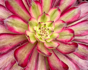 4&quot;, 6&quot;, 8” Pot of Aeonium Mardi Gras Succulent Plant - Shipped Bare Roots