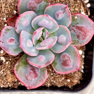 2” 4" Echeveria Raindrop Rare Succulent Plant - Shipped in a Pot