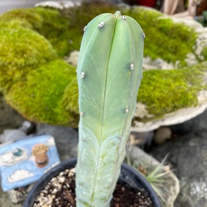 2&quot;, 4&quot;, 6” Pot Myrtillocactus Geometrizans Blue Candle Cactus - Shipped Bare Roots