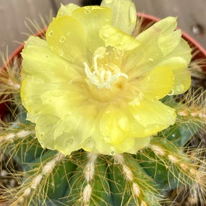 2”, 4&quot; Pot of Balloon Cactus Parodia magnifica - Shipped in a Pot
