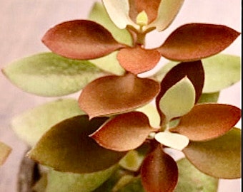 2”, 4", 6” Pot of Kalanchoe orgyalis Copper Spoons Leather Plant Shoe Leather Kalanchoe Succulent Plant