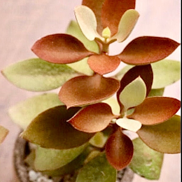 2”, 4", 6” Pot of Kalanchoe orgyalis Copper Spoons Leather Plant Shoe Leather Kalanchoe Succulent Plant