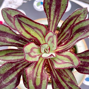 May include: Overhead view of a succulent plant with green leaves and burgundy stripes. The plant is in a light-colored pot, and the leaves have a reddish-pink edge. The plant's center is a lighter green color.