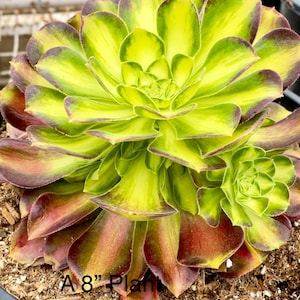 4&quot; Pot of Aeonium Shaohua Rare Variegated Succulent Plant—Imported Succulent