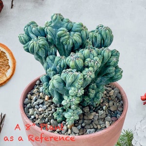May include: A green cactus plant with a unique, bulbous shape, growing in a terracotta pot filled with small, grey rocks. The plant is approximately 8 inches tall.