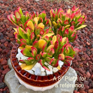 2&quot;, 4&quot;, 6”, 8” Pot of Variegated Crassula Ovata Jade Plant Red Horn ‘ET’s Fingers’ Rare Succulent Plant
