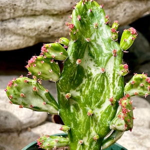 2", 4", 6” Pot of Variegata Maverick  Cactus Variegated Joseph's Coat Cactus
