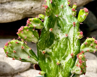 2", 4", 6” Pot of Variegata Maverick  Cactus Variegated Joseph's Coat Cactus