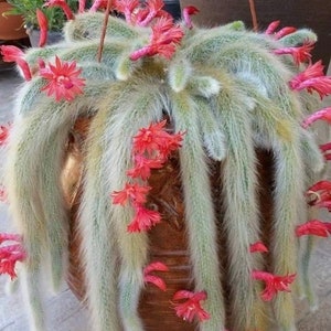 4&quot; Pot of Monkey Tail Cactus Fox Tails Cleistocactus Colademononis Live Plant Best Gift -Shipped Bare Roots—See last two pictures