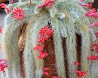 4" Pot of Monkey Tail Cactus Fox Tails Cleistocactus Colademononis Live Plant-Shipped Bare Roots