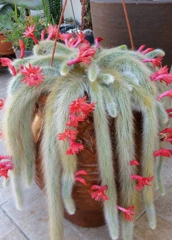 4 Pot of monkey Tail Cactus Cleistocactus - Etsy