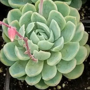 2, 4, 6, 8 Pot of Echeveria Elegans Mexican Snow Ball, Mexican Gem White Mexican Rose Succulent Plant image 2