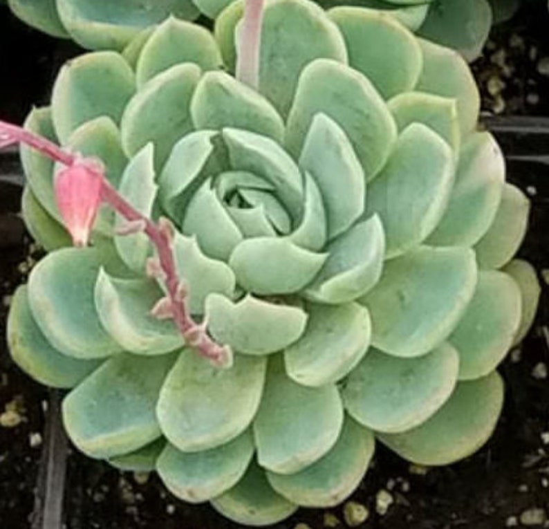 2, 4, 6, 8 Pot of Echeveria Elegans Mexican Snow Ball, Mexican Gem White Mexican Rose Succulent Plant image 2