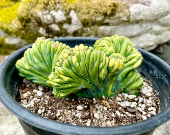 6" Pot of Variegated Blue Candle Crest Cactus Myrtillocactus Geometrizans Cristata - Shipped Bare Roots