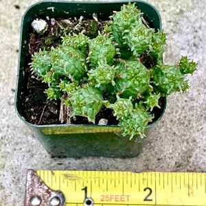 2", 4”, 6” Pot of Mammillaris Monstrosa Succulent Plant image 2