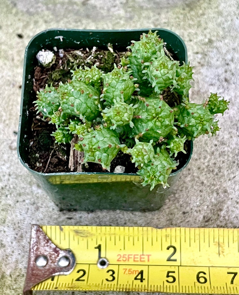 2", 4”, 6” Pot of Mammillaris Monstrosa Succulent Plant image 2
