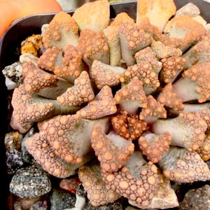 May include: A Titanopsis calcarea succulent plant featuring thick, triangular leaves with a textured, bumpy surface. The leaves are a pale grey-green color with orange-toned, wart-like tubercles covering the tips, planted in a dark container.