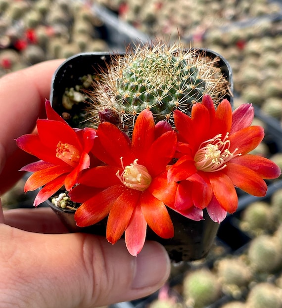 2, 4" Pot of Rebutia Fulviseta Cactus Red Flower Succulent Plant - Shipped  in a Pot - Etsy
