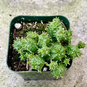 2", 4”, 6” Pot of Mammillaris Monstrosa Succulent Plant image 3