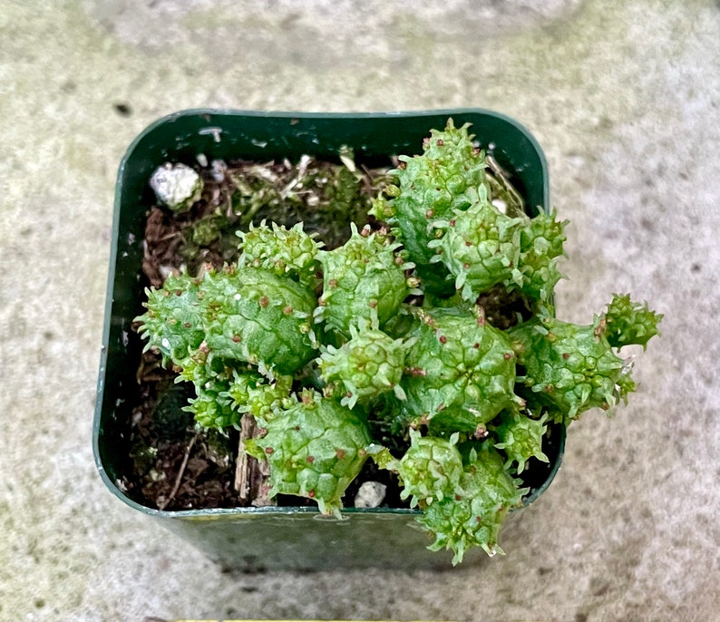 2", 4”, 6” Pot of Mammillaris Monstrosa Succulent Plant image 3