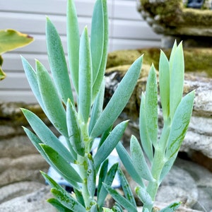 May include: A close-up of a succulent plant with long, thin, blue-green leaves. The plant is growing in a pot and is surrounded by a light brown background.